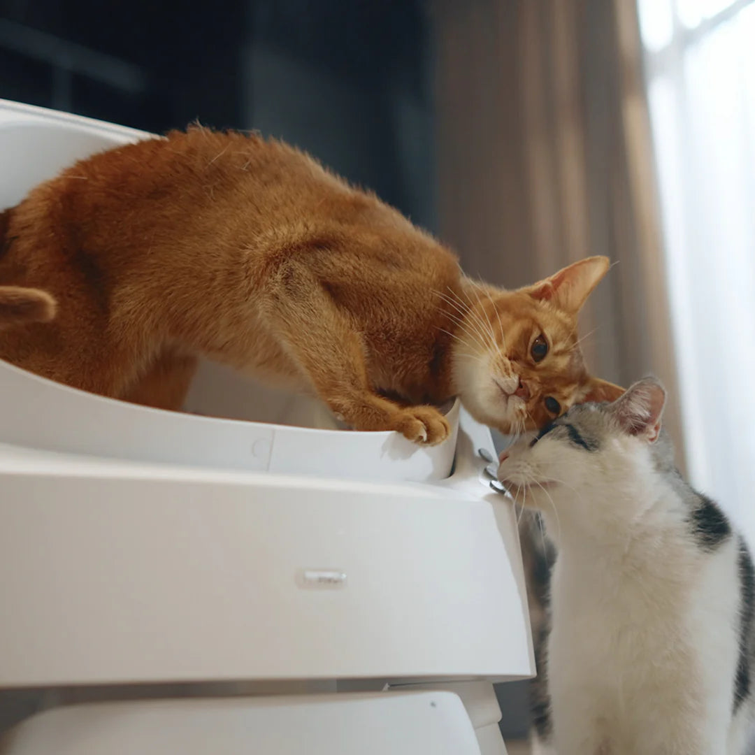 Autoscooper 11 Open-Top Self-Cleaning Smart Cat Litter Box-