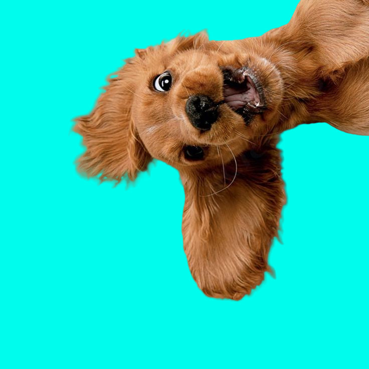 Brown dog puppet with open mouth on a white background